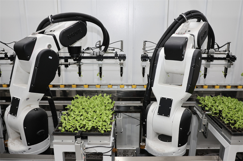 Zhejiang : des robots plantent des légumes à Jiaxing