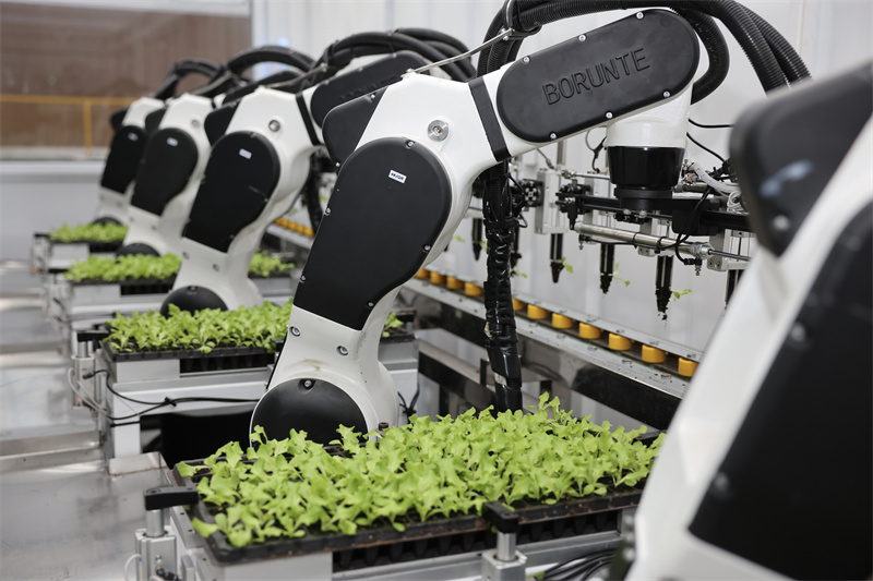 Zhejiang : des robots plantent des légumes à Jiaxing