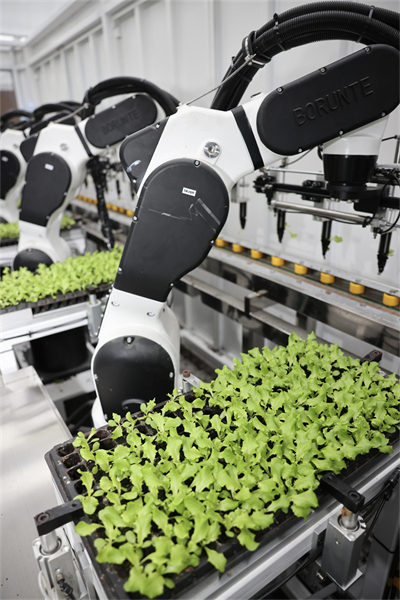 Zhejiang : des robots plantent des légumes à Jiaxing