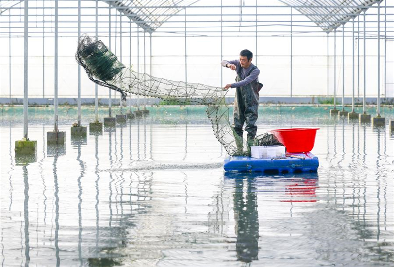 Chine : secteur de l'écrevisse au Jiangsu