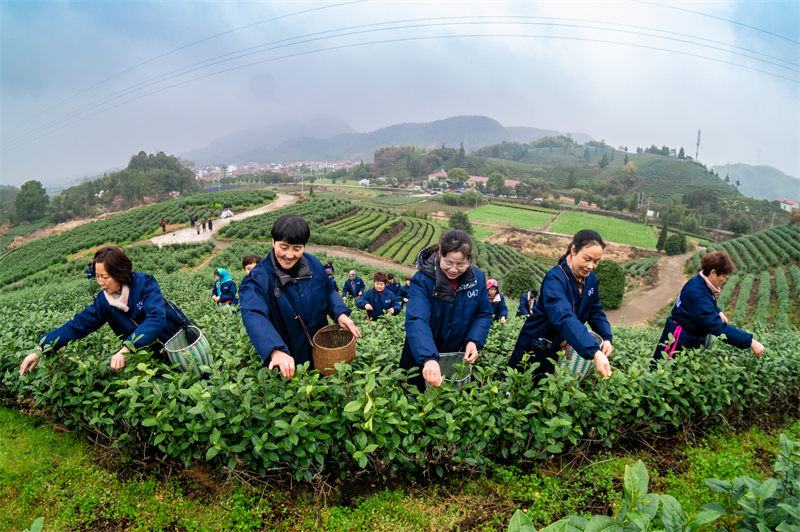 Zhejiang : la cueillette du thé de printemps biologique a commencé à Wuyi