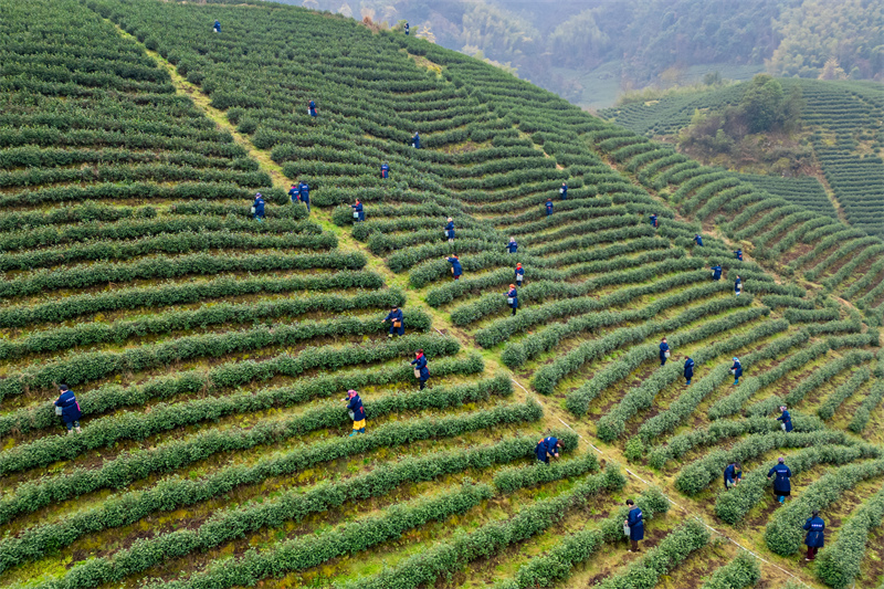 Zhejiang : la cueillette du thé de printemps biologique a commencé à Wuyi