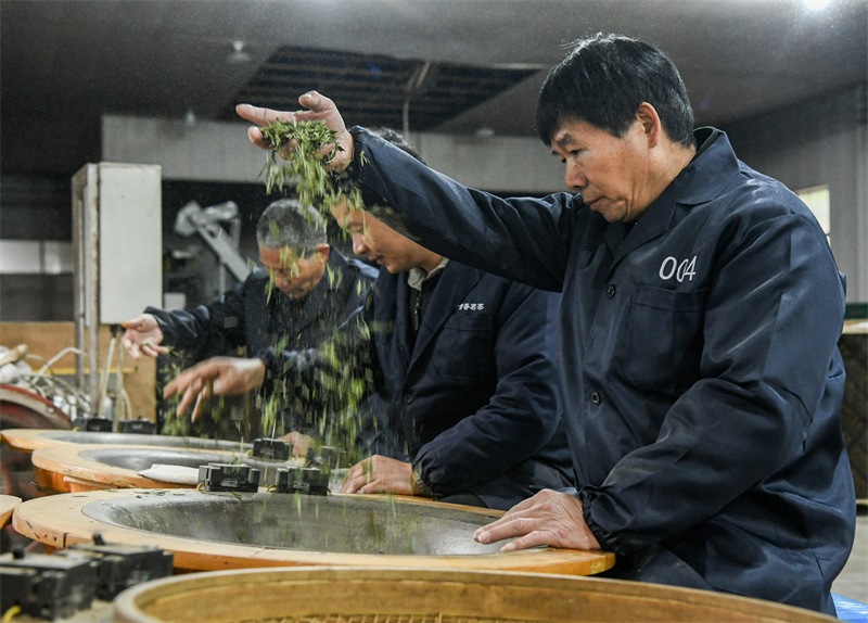 Zhejiang : la cueillette du thé de printemps biologique a commencé à Wuyi