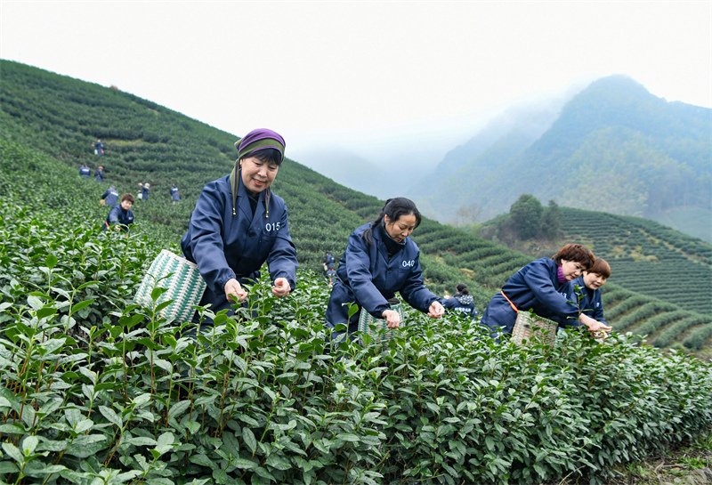 Zhejiang : la cueillette du thé de printemps biologique a commencé à Wuyi