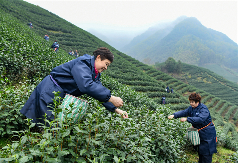 Zhejiang : la cueillette du thé de printemps biologique a commencé à Wuyi