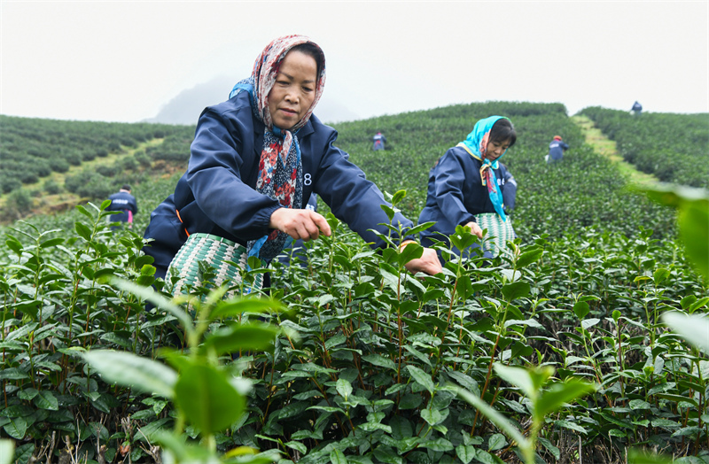 Zhejiang : la cueillette du thé de printemps biologique a commencé à Wuyi