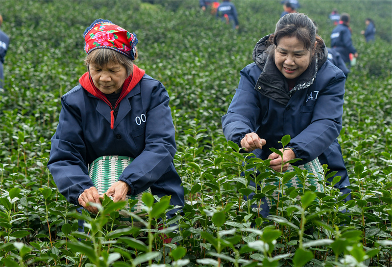 Zhejiang : la cueillette du thé de printemps biologique a commencé à Wuyi