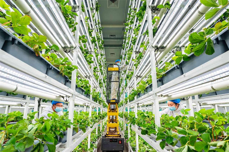 Des ouvriers agricoles entretiennent des fraisiers dans une usine intelligente d'un parc industriel agricole moderne à Hohhot, capitale de la région autonome de Mongolie intérieure (nord de la Chine). (Ding Genhou / Pic.people.com.cn)