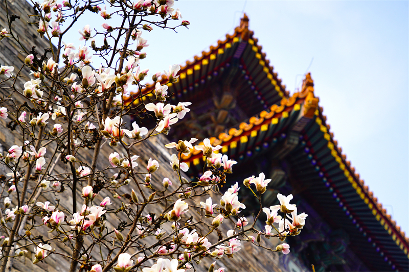 Beijing : les magnolias fleurissent à la porte Donghua de la Cité Interdite