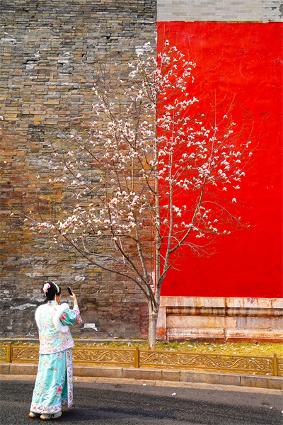 Beijing : les magnolias fleurissent à la porte Donghua de la Cité Interdite