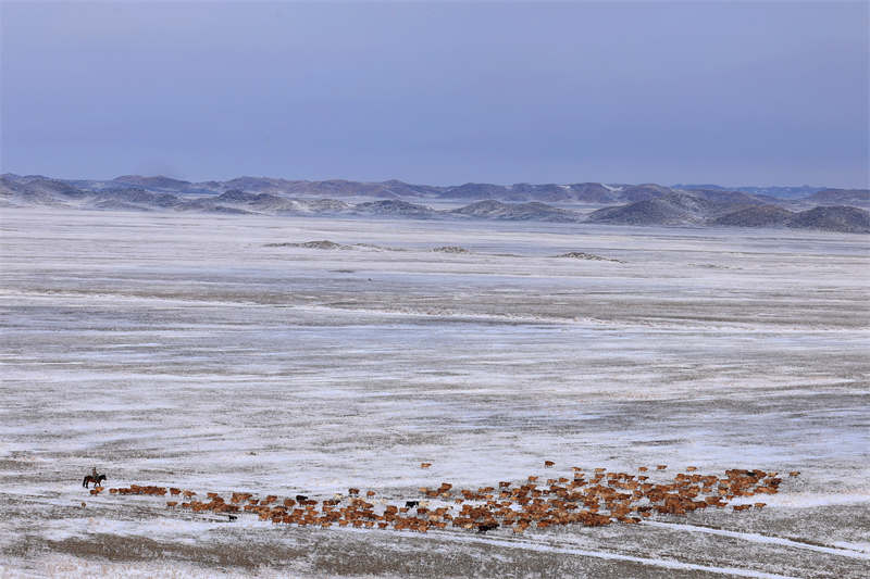 Xinjiang : les bergers d'Altay et leurs troupeaux en route vers les pâturages de printemps