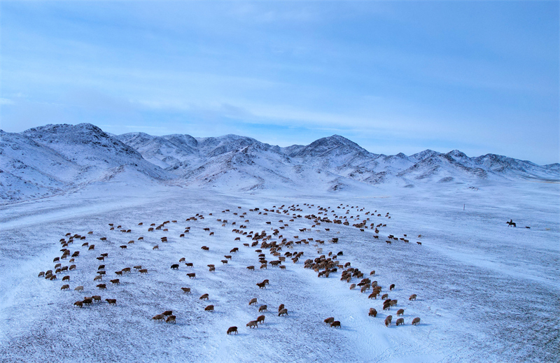 Xinjiang : les bergers d'Altay et leurs troupeaux en route vers les pâturages de printemps