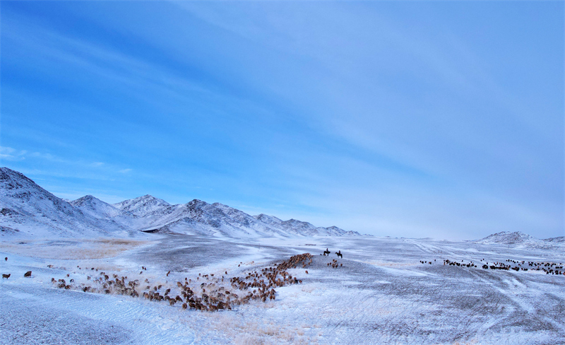 Xinjiang : les bergers d'Altay et leurs troupeaux en route vers les pâturages de printemps