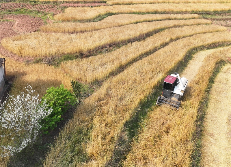 Yunnan : une abondante récolte de blé d'hiver à Pu'er