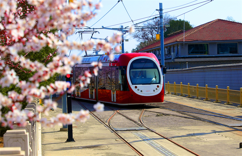 Beijing : un tramway traverse les pêchers en fleurs à destination du printemps