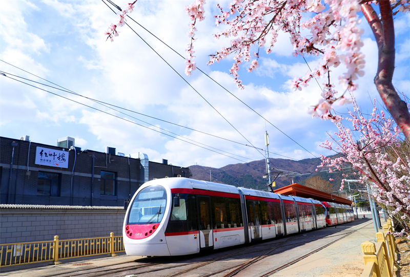 Beijing : un tramway traverse les pêchers en fleurs à destination du printemps