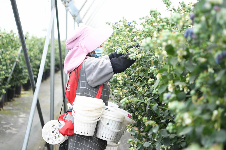 Une agricultrice cueille des myrtilles dans une base de production de Mile, ville de la province chinoise du Yunnan, dans le sud-ouest de la Chine, le 23 février 2025. (Photo : Xinhua)