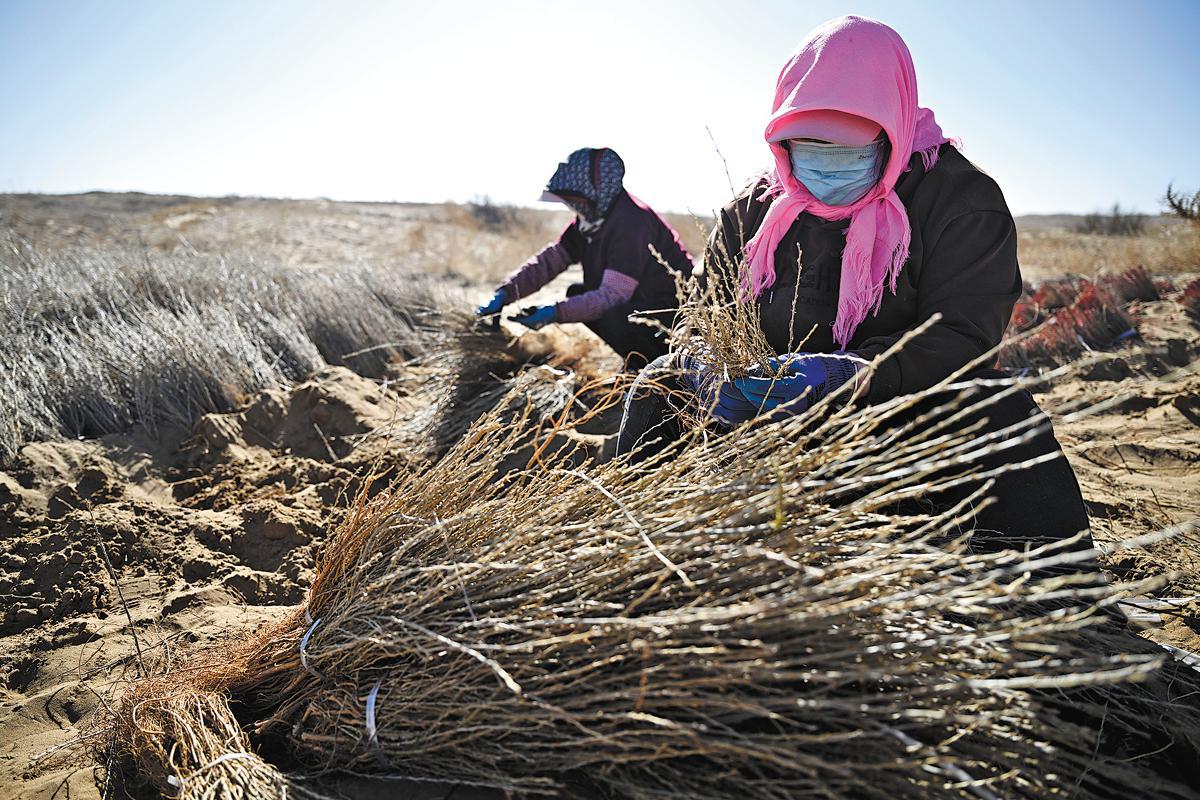 Des gens se préparent à planter des semis d'arbres dans le désert de Mu Us, dans la région autonome Hui du Ningxia (nord-ouest de la Chine), en mars 2024. (Photo / Xinhua)