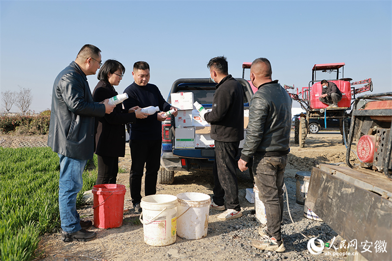Anhui : Fuyang, « modèle technologique » de l'agriculture de printemps