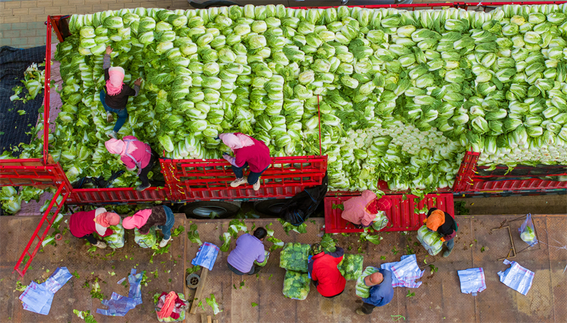 Gansu : les agriculteurs de Zhangye transportent et vendent leurs légumes pour garantir l'approvisionnement du marché