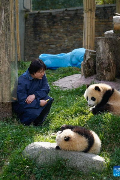Sichuan : la vie d'une gardienne qui a grandi aux côtés des pandas géants