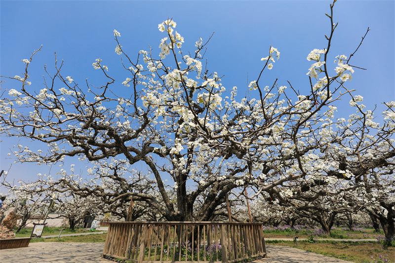 Anhui : des millions de fleurs de poirier s'épanouissent à Dangshan