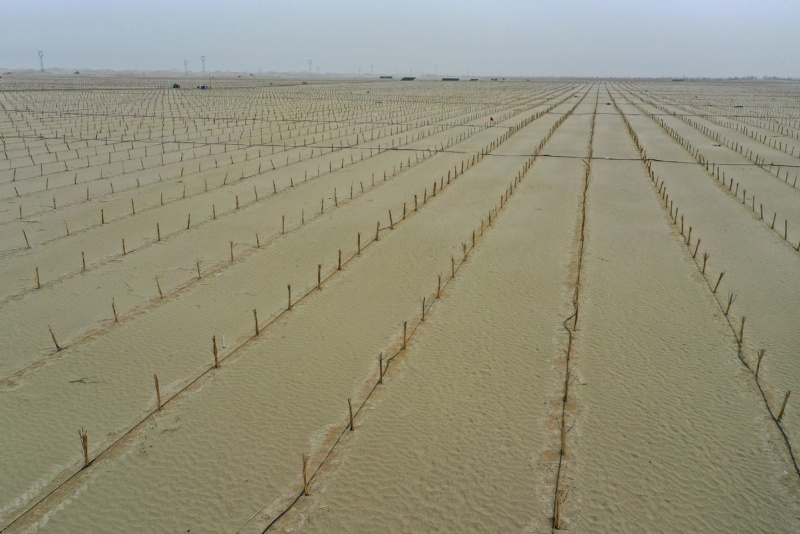 Xinjiang : le désert du Taklamakan complètement entouré d'une ceinture verte grâce aux efforts de contrôle du sable