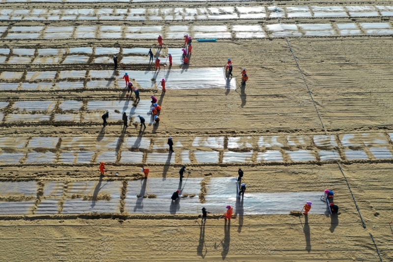 Xinjiang : le désert du Taklamakan complètement entouré d'une ceinture verte grâce aux efforts de contrôle du sable