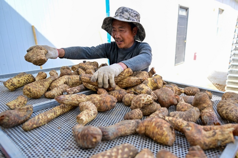 Xinjiang : le désert du Taklamakan complètement entouré d'une ceinture verte grâce aux efforts de contrôle du sable