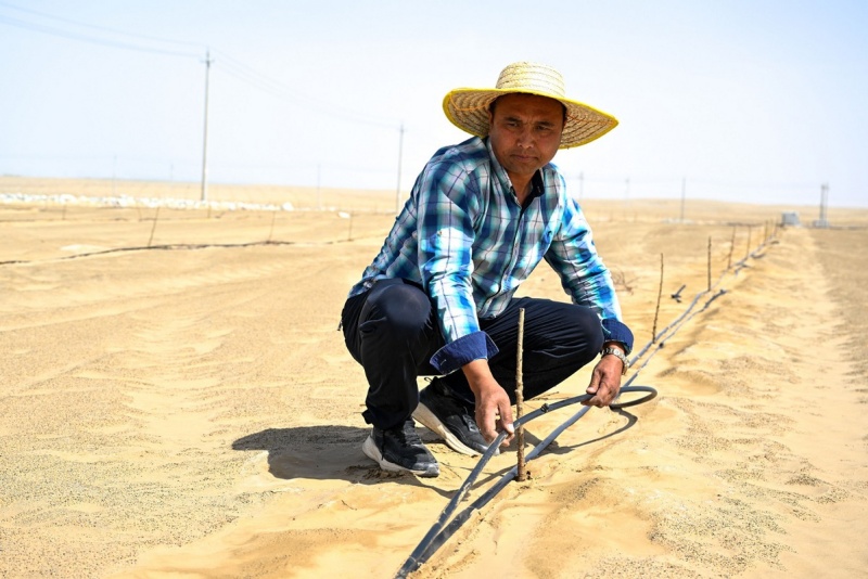 Xinjiang : le désert du Taklamakan complètement entouré d'une ceinture verte grâce aux efforts de contrôle du sable