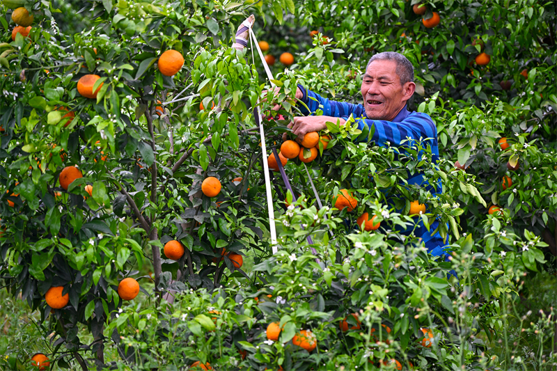 Sichuan : une riche récolte de mandarines à Meishan