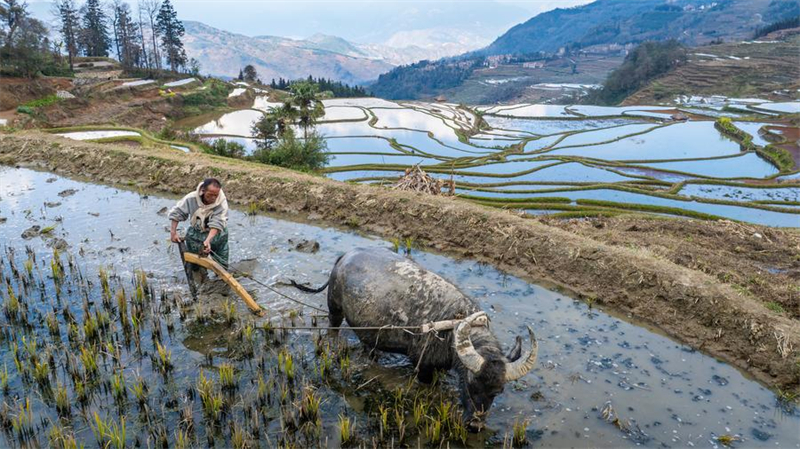 Yunnan : vieux de 1 300 ans, l'écosystème agricole des Hani est toujours bien vivant