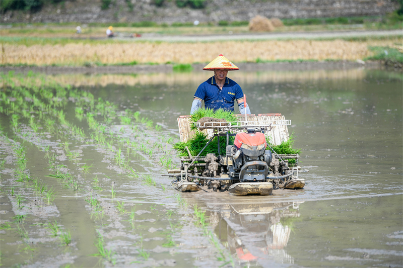Guizhou : le repiquage du riz bat son plein dans les champs d'Anlong