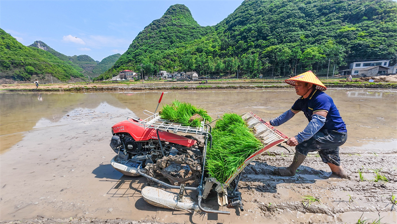 Guizhou : le repiquage du riz bat son plein dans les champs d'Anlong