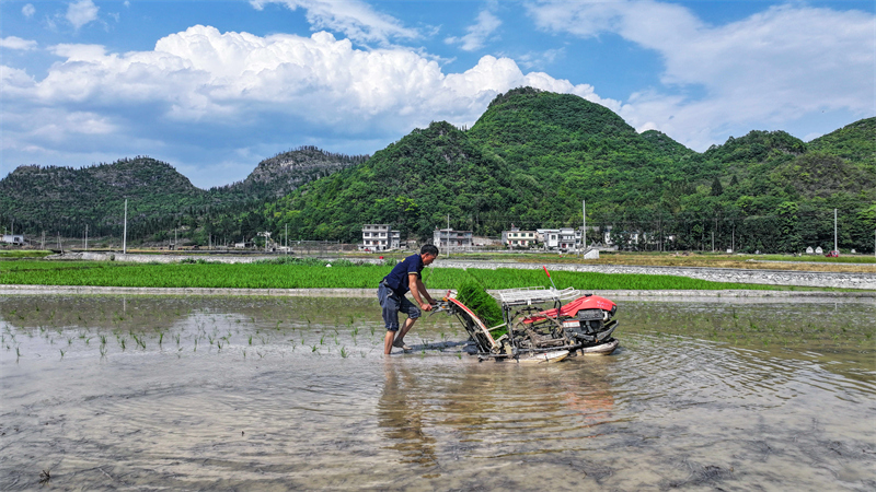 Guizhou : le repiquage du riz bat son plein dans les champs d'Anlong