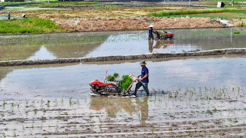 Guizhou : le repiquage du riz bat son plein dans les champs d'Anlong