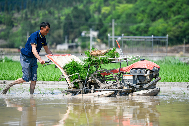 Guizhou : le repiquage du riz bat son plein dans les champs d'Anlong