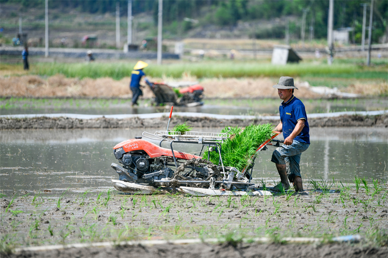 Guizhou : le repiquage du riz bat son plein dans les champs d'Anlong