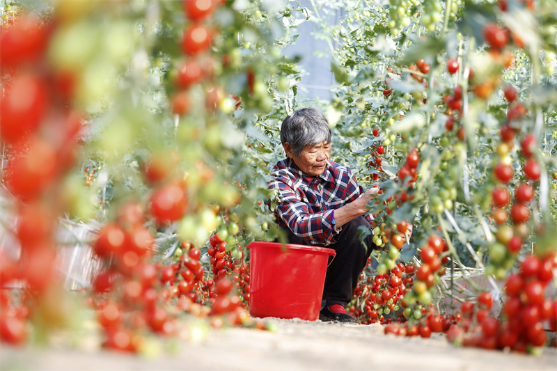 Jiangsu : la récolte des tomates à Sihong