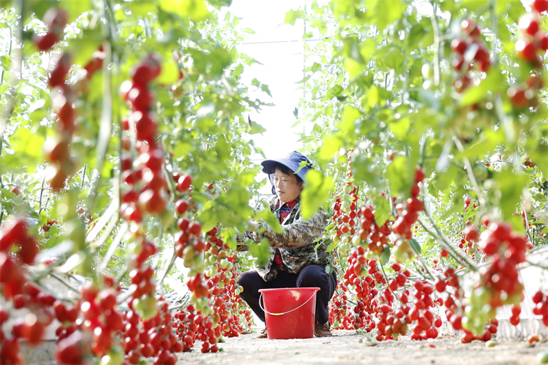 Jiangsu : la récolte des tomates à Sihong