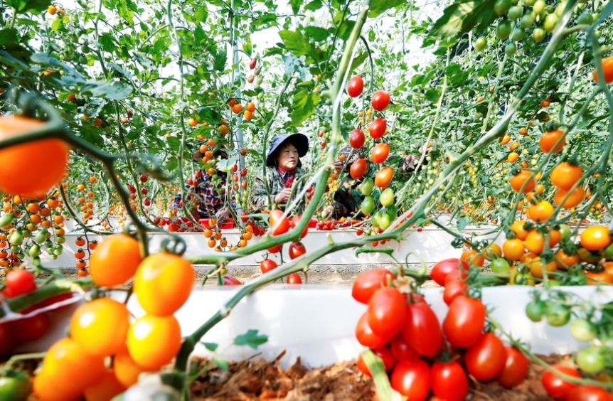 Jiangsu : la récolte des tomates à Sihong