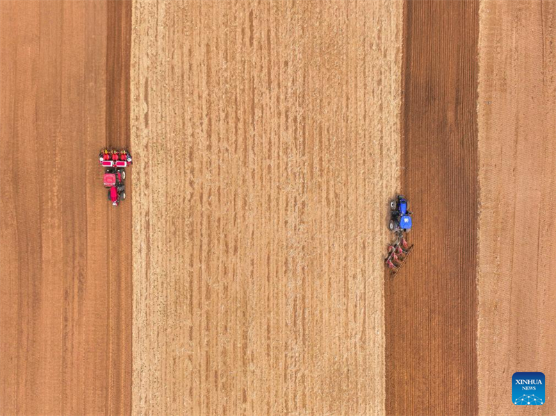 Mongolie intérieure : les semis de maïs entrent dans la période de pointe