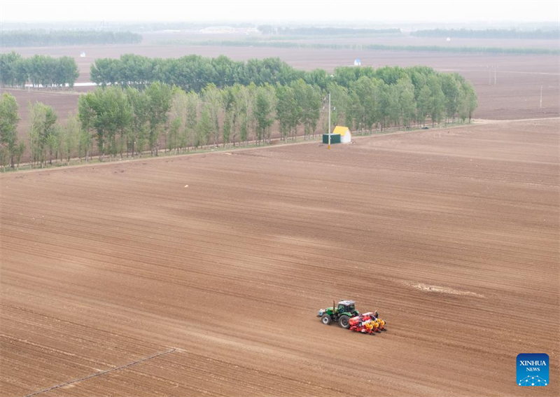 Mongolie intérieure : les semis de maïs entrent dans la période de pointe