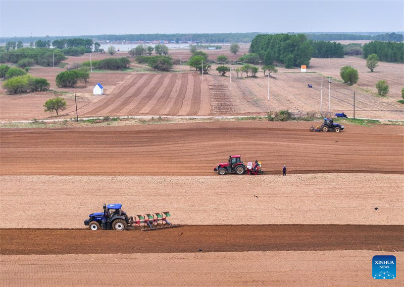 Mongolie intérieure : les semis de maïs entrent dans la période de pointe