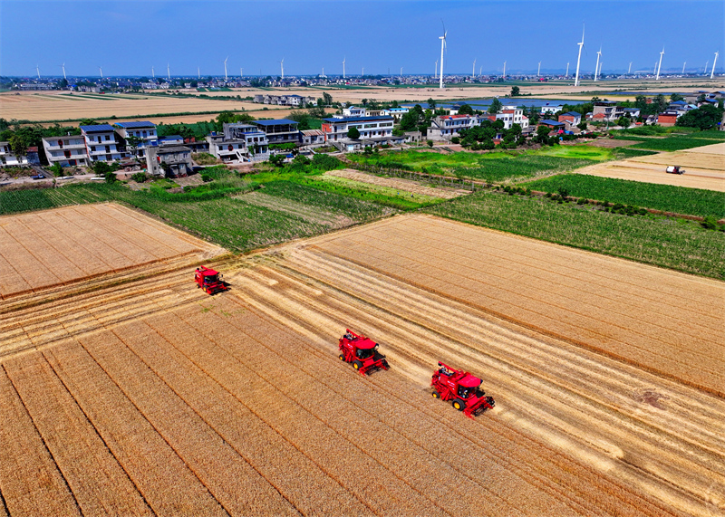 Jiangxi : une abondante récolte de blé d'hiver à Jiujiang