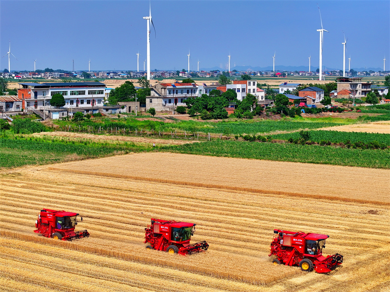 Jiangxi : une abondante récolte de blé d'hiver à Jiujiang