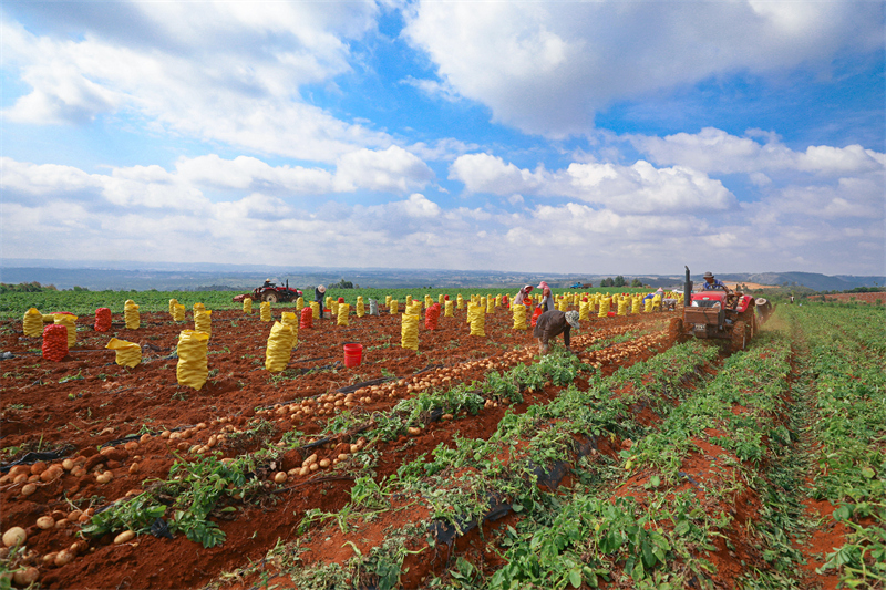 Yunnan : une abondante récolte de pommes de terre nouvelles à Luliang