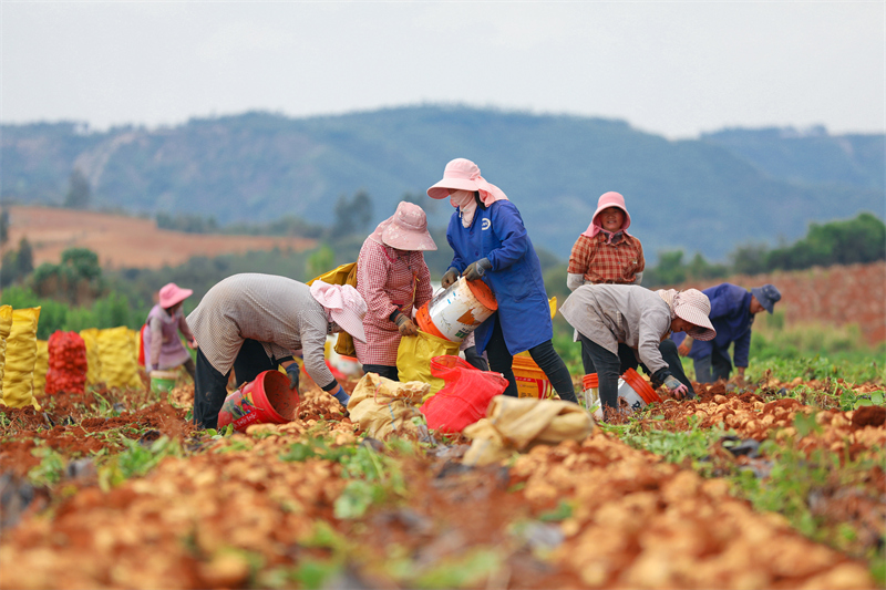 Yunnan : une abondante récolte de pommes de terre nouvelles à Luliang