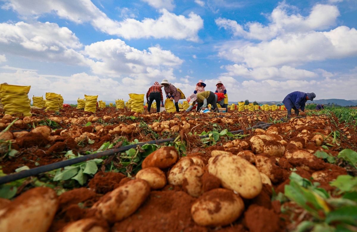 Yunnan : une abondante récolte de pommes de terre nouvelles à Luliang