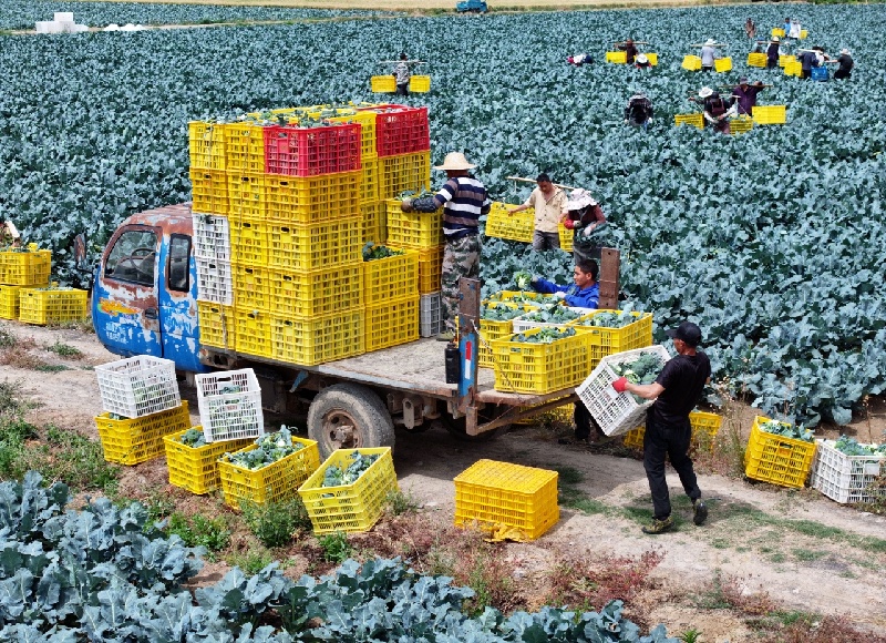 Anhui : la récolte de brocolis à Mengcheng